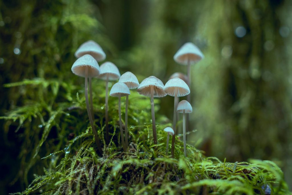 Macro shot of small white mushrooms growing on mossy forest floor with vibrant greenery.