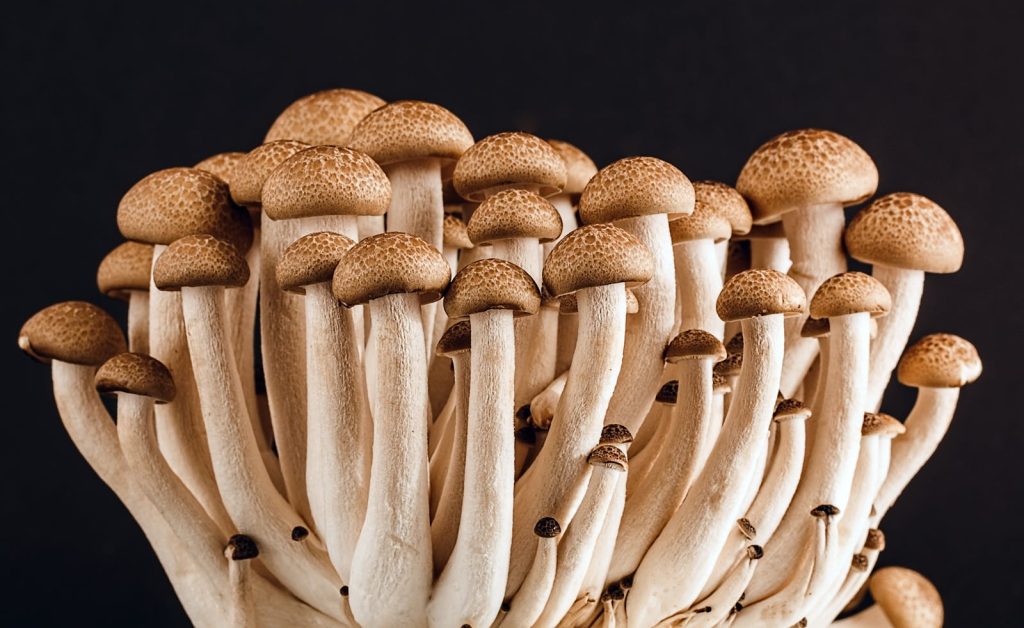 A cluster of fresh, organic mushrooms showcasing their natural texture against a dark background.
